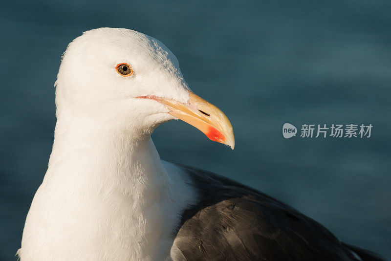 海鸥