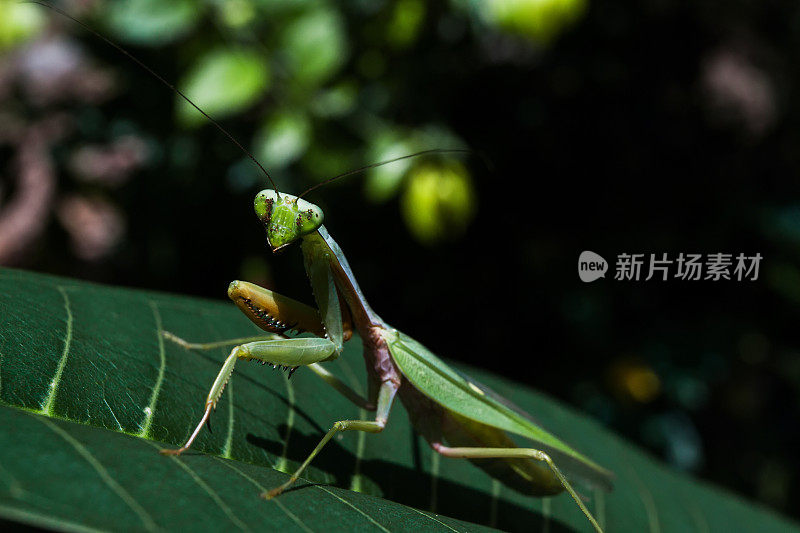 螳螂的宗教