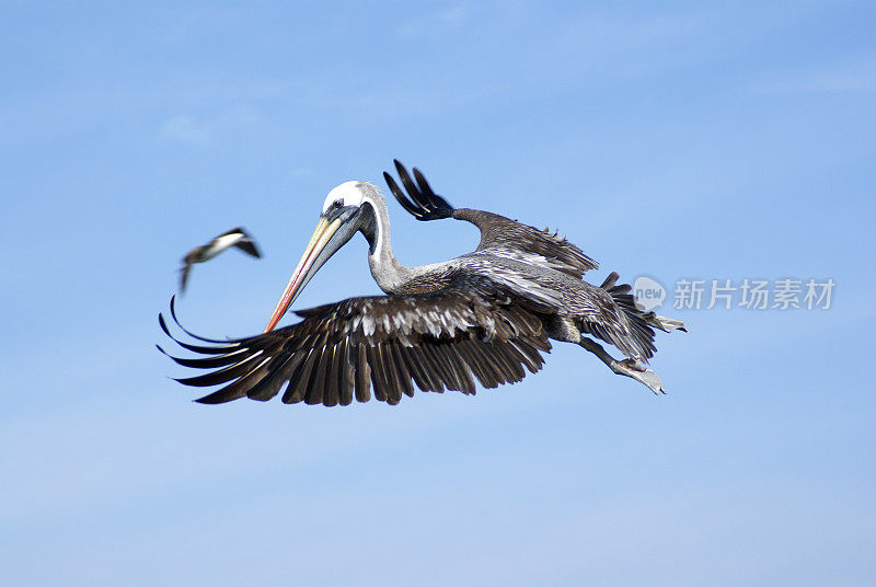 飞行中的褐鹈鹕