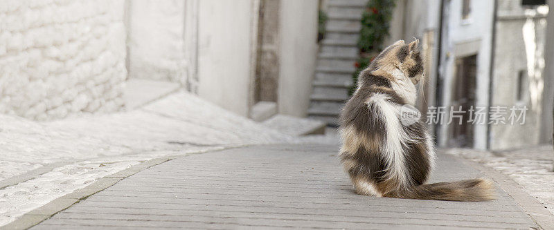 缅因猫独自在街上