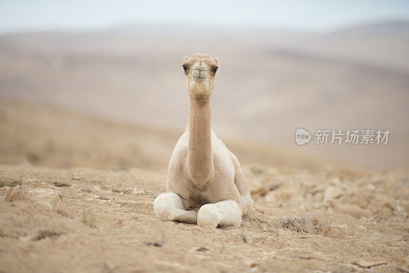 休息的单驼峰小骆驼。
