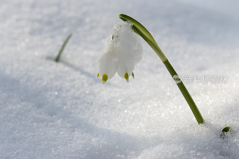 白花，冬天叫春天的雪花