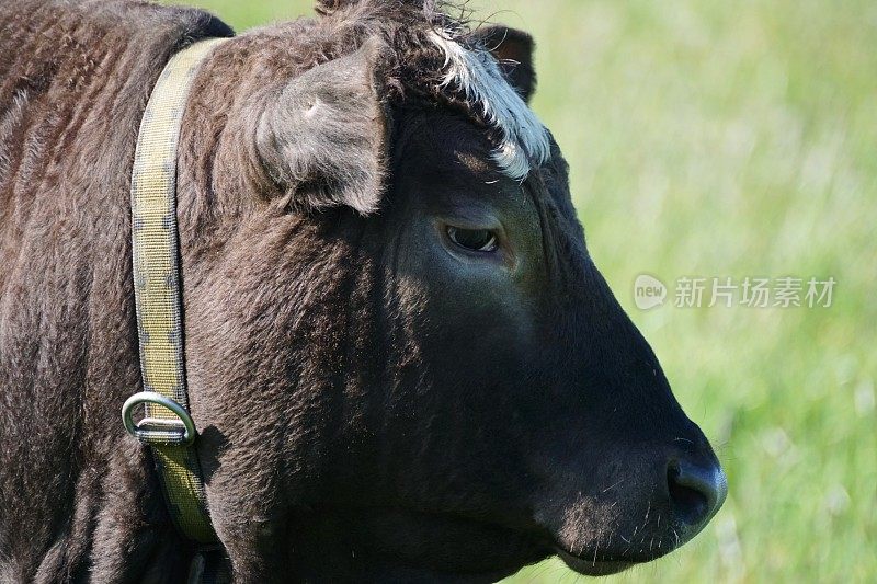 牛的侧面视图肖像的黑牛，巴伐利亚德国。