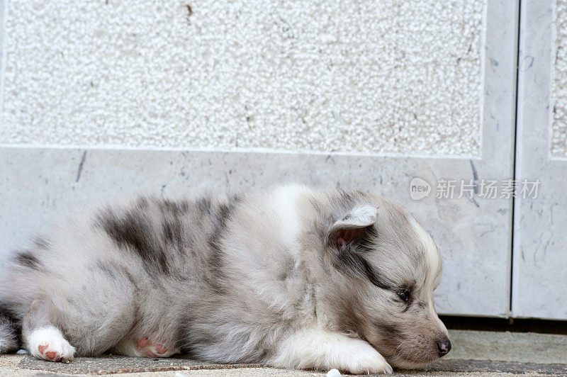 5周大的设得兰牧羊犬幼犬