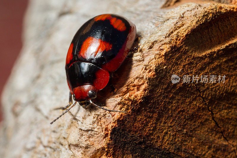 一只红黑相间的瓢虫正在横穿一块刚砍下来的木材