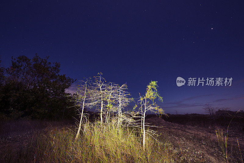 照亮矮柏树在夜晚