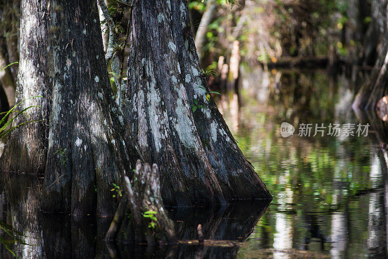 沼泽地里的一根大树干