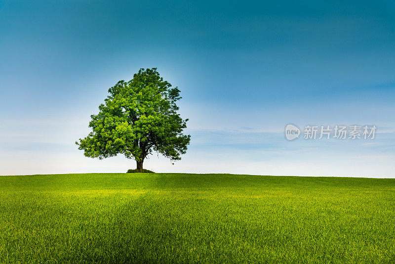 绿色田野上的一棵孤独的树