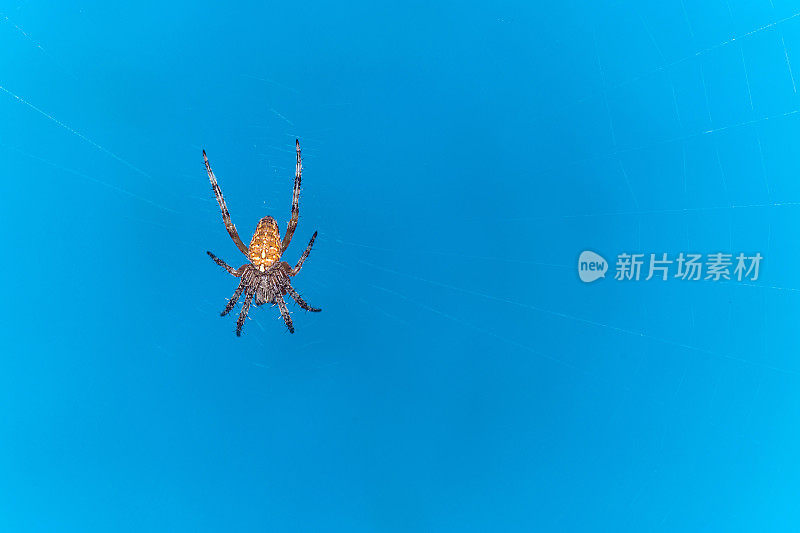 蜘蛛网上