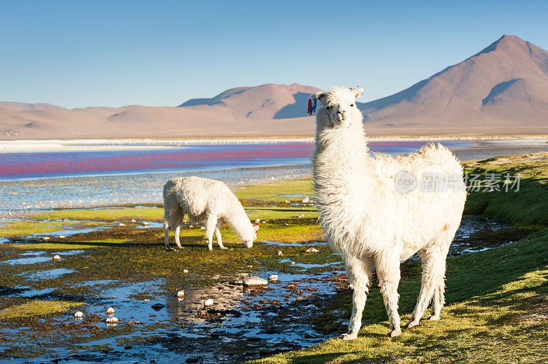 白色的羊驼在拉古纳科罗拉多，高原，玻利维亚。
