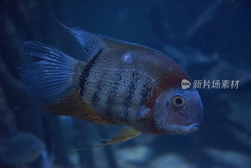 红色承担Severum