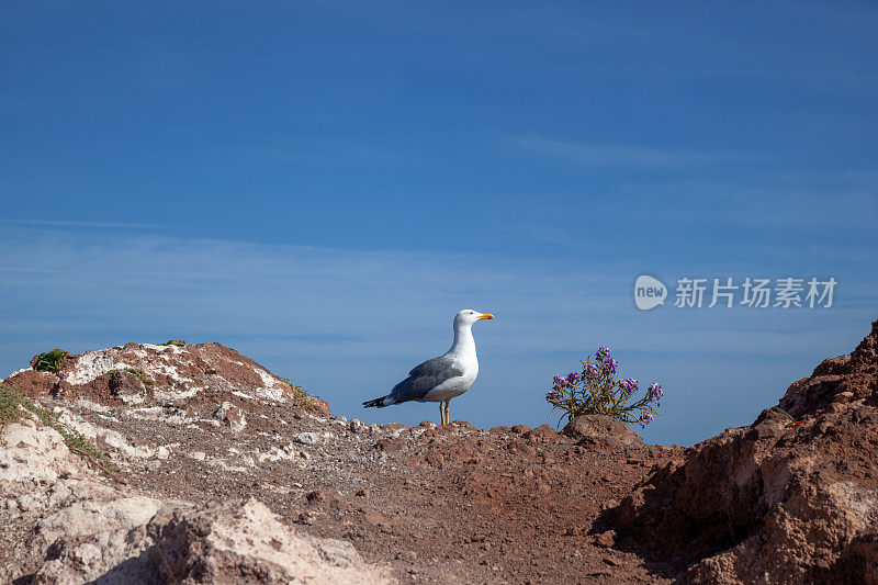 岩石上的海鸥