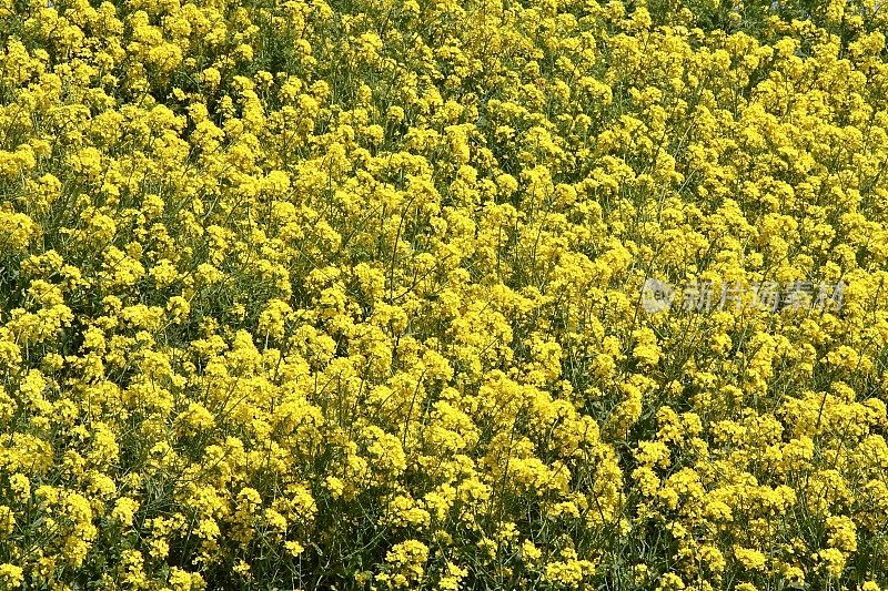 领域的芥末