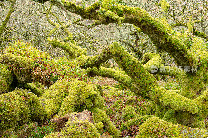 威斯曼的森林，达特穆尔，英国