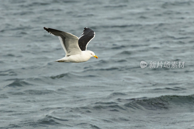 海带(多米尼加海带)