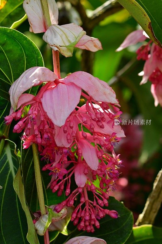 伟大的Medinilla