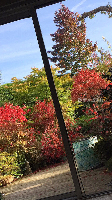 现代家居室内设计的形象阳光休息厅双门，红色秋色的外面，滑动天井门客厅，内外生活空间花园景观装饰木材天井，秋天的树，槭树和日本枫树，盆景树
