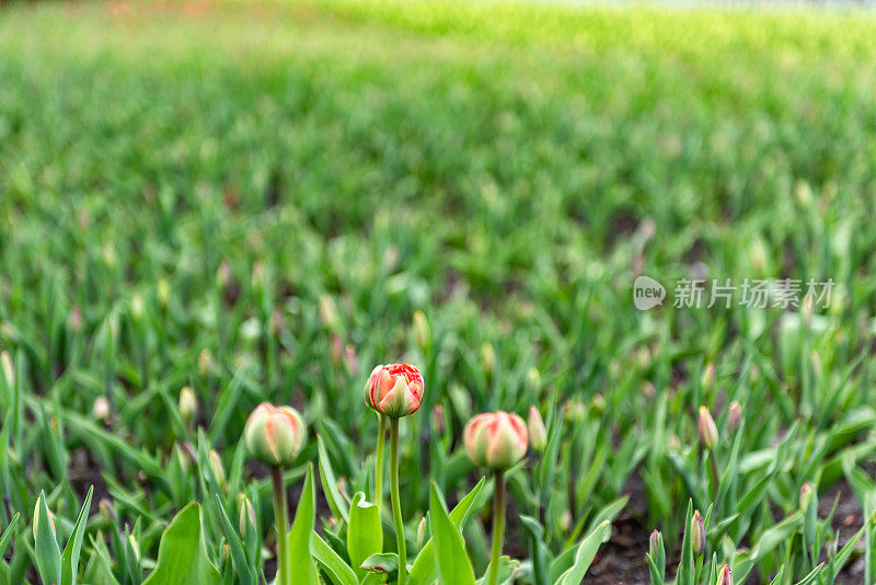 加拿大郁金香节在雅克卡地亚公园，渥太华，加拿大