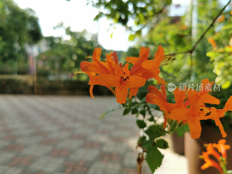 新加坡鲜花盛开，自然秀美，园林沿路而行