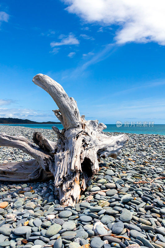 新西兰南岛海滩上的浮木