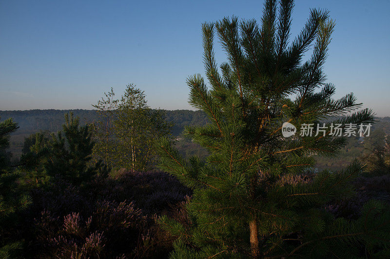 雾希思场景