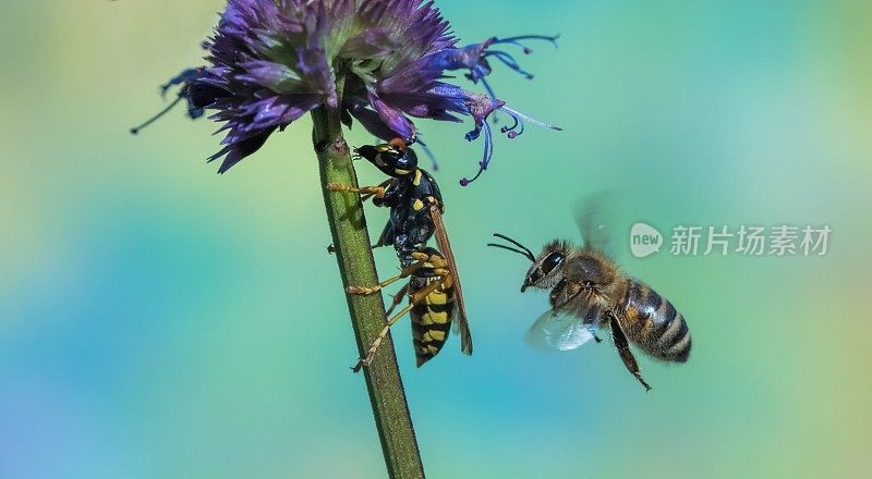 蜜蜂和黄蜂