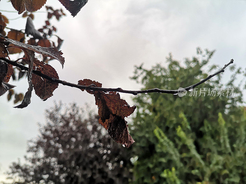 秋天的概念;雨滴和飘落的红叶。