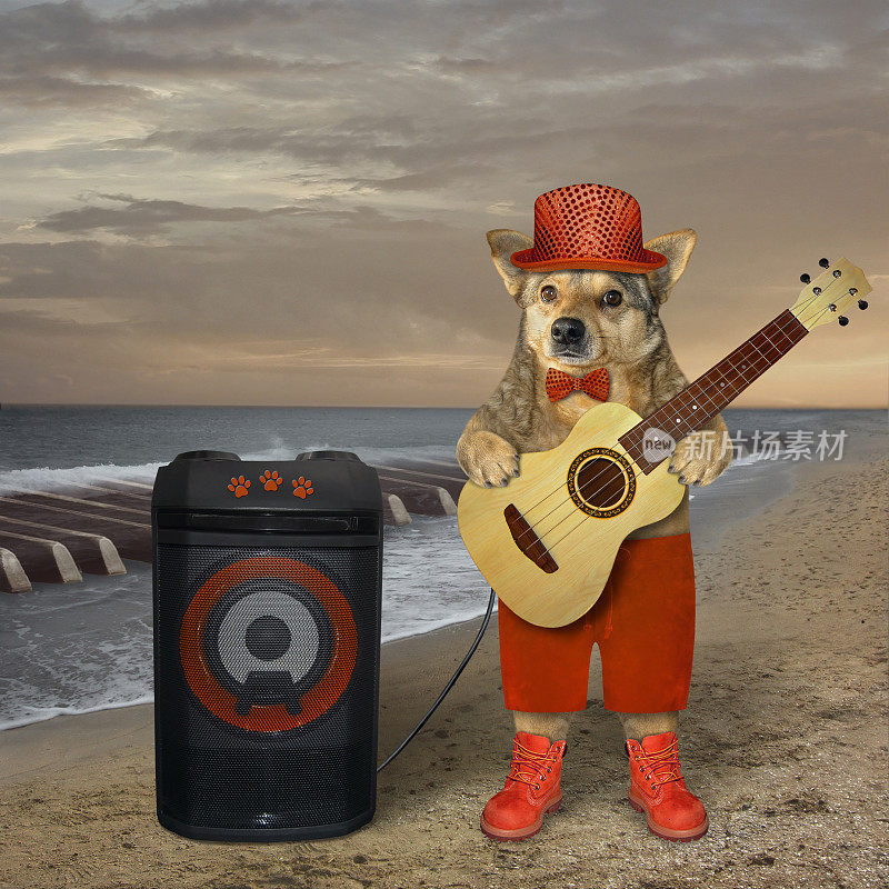戴红帽子的狗在海滩上弹吉他