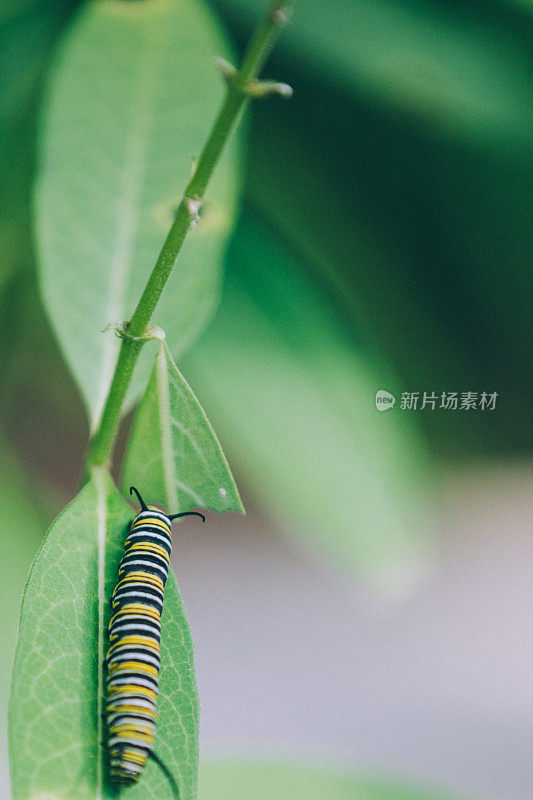 马利筋上的黑脉金斑蝶