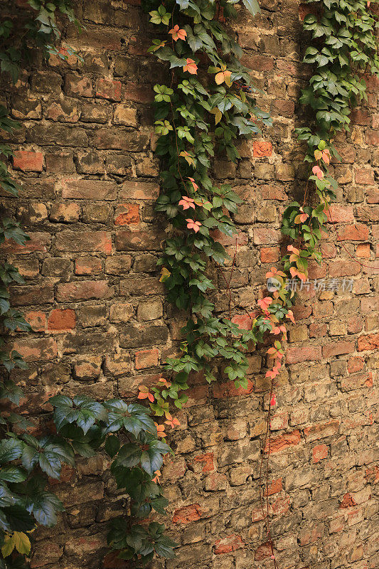 常春藤覆盖的砖墙