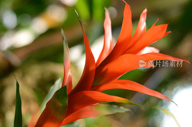凤梨橙红花阳光古兹曼绿色Bokeh背景彩色的夏天花阳光模式微距摄影