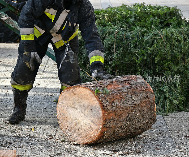 消防员在一棵被砍断的松树树干旁