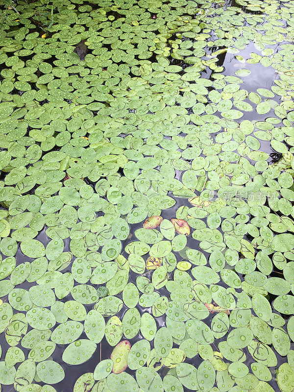 紧紧地包裹着，漂浮着带有雨滴的椭圆形睡莲花瓣