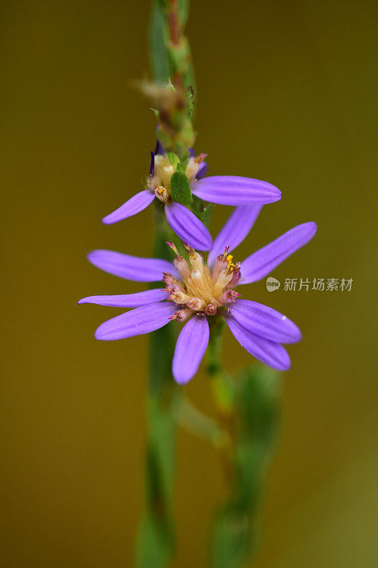 特写单晚紫紫菀花与绿色色调的背景