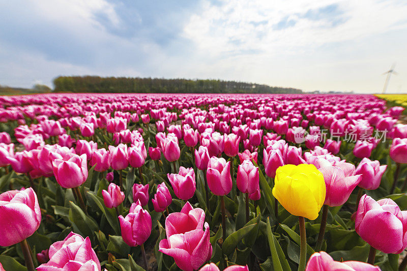 在美丽的春天，粉红色的郁金香和一个黄色的郁金香的田野