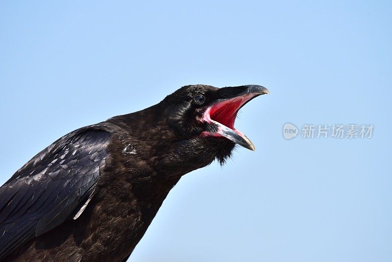 纳阿里NP萨维奇河的乌鸦