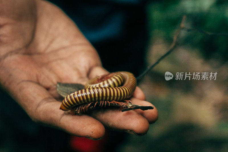 在婆罗洲丛林深处