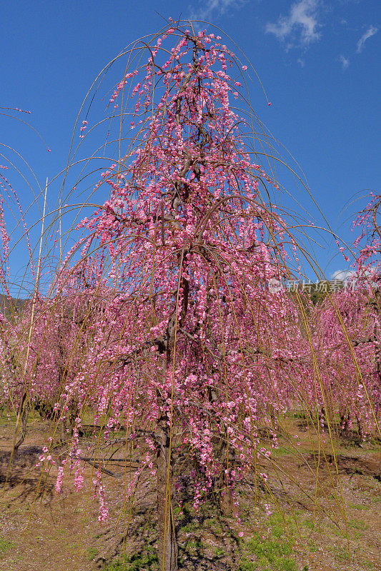 粉白垂梅花盛开在索加贝修梅花林中