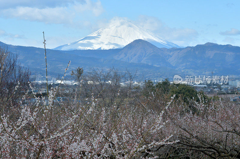 小田原，富士山上盛开的白梅花