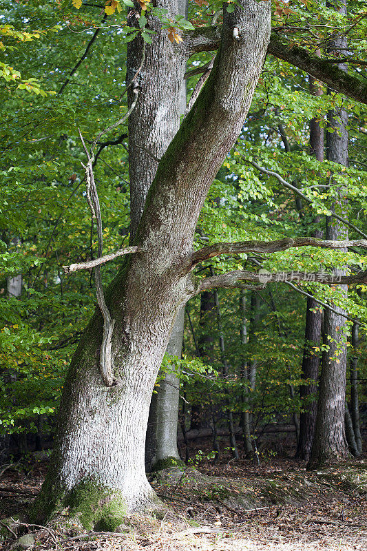 老橡树的树干在秋天的森林里