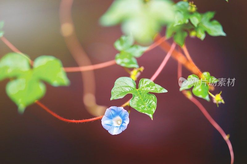 花园里有牵牛花。晨光