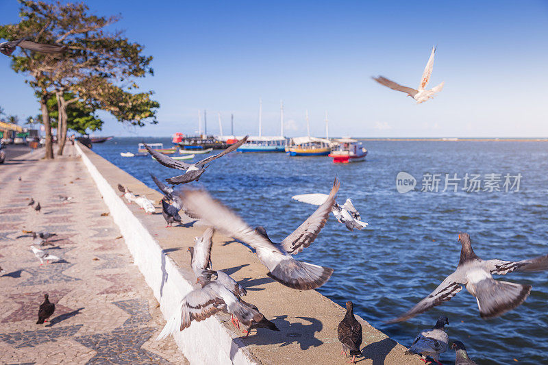 一群鸽子、海鸟在人行道上，渔民的船漂浮在塞古罗港的海岸线上，巴西巴伊亚