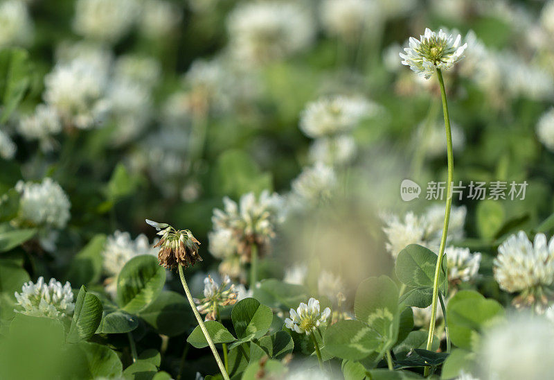 野生三叶草花