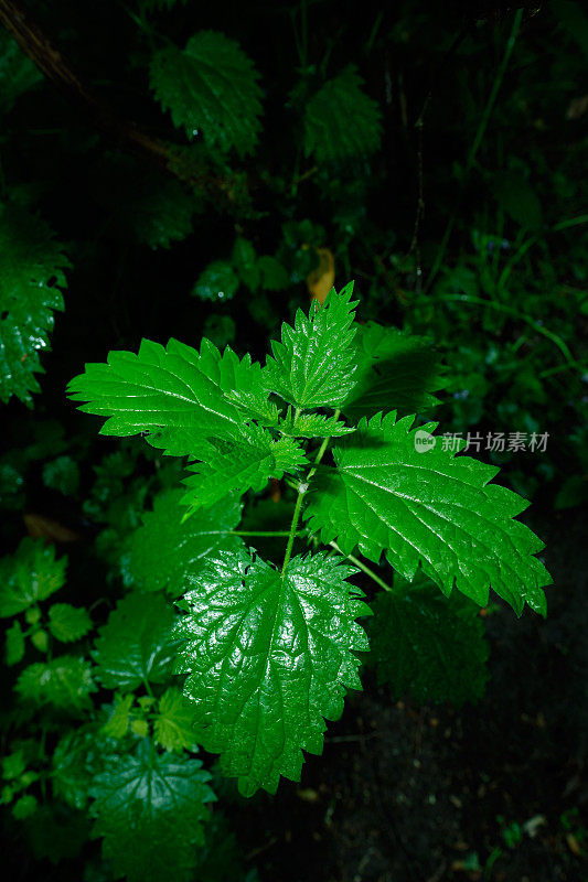 带刺的荨麻准备行动