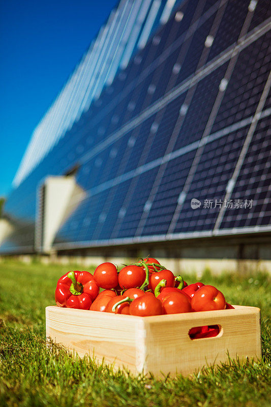 一个蔬菜农场太阳能电池板基地