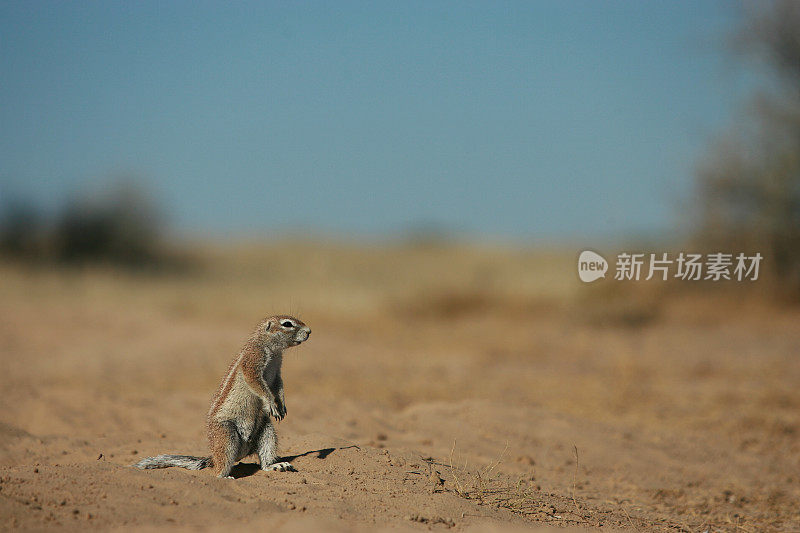 喀拉哈里沙漠的角地松鼠。