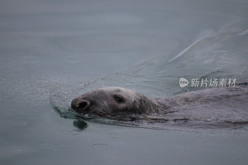 密封水