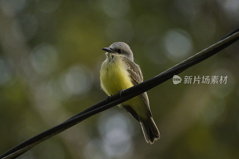 热带美洲食蜂鹟