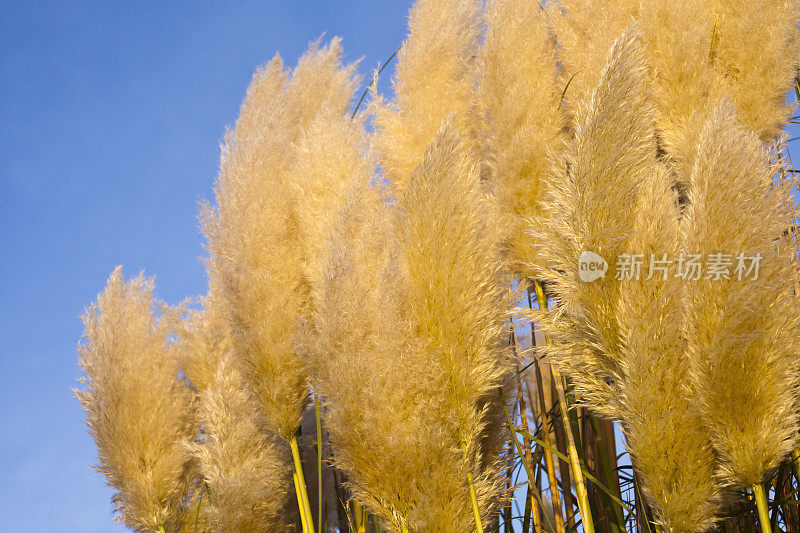 车轴草，植物群，晴朗的天空。