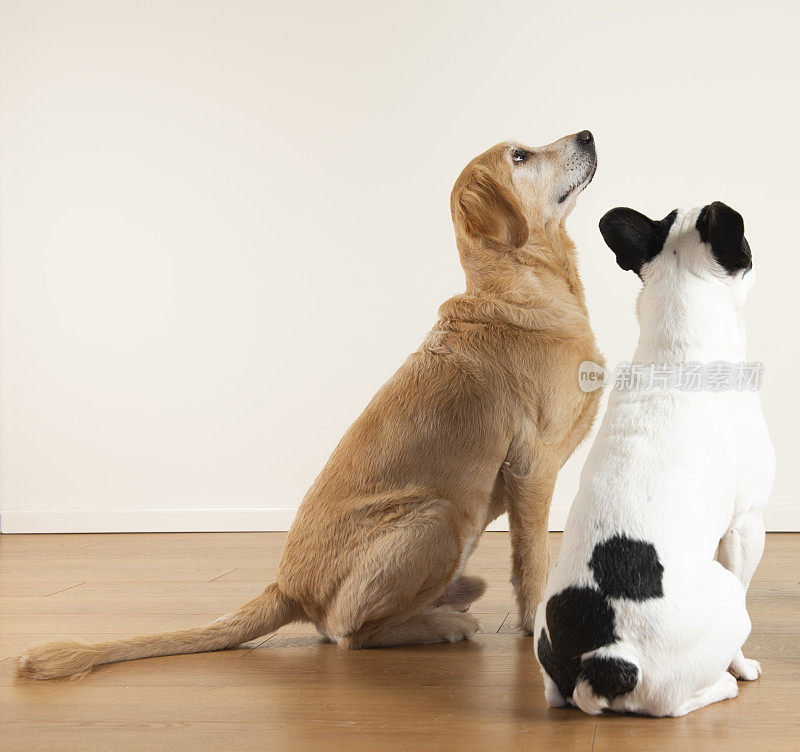 金毛寻回犬和法国斗牛犬